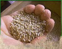 Weizen geschrotet muß für den Frischkornbrei c. 8 Stunden eingeweicht werden!